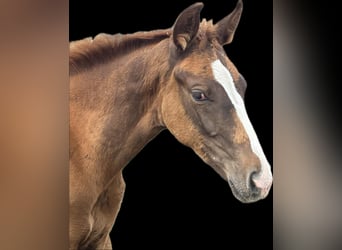 Bavarian Warmblood, Mare, Foal (05/2025), 16,2 hh, Chestnut