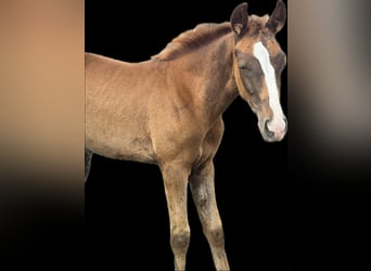 Bavarian Warmblood, Mare, Foal (05/2025), 16,2 hh, Chestnut