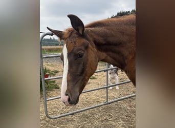 Bavarian Warmblood, Mare, Foal (05/2025), 16,2 hh, Chestnut