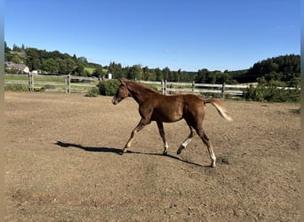 Bavarian Warmblood, Mare, Foal (05/2025), 16,2 hh, Chestnut