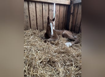 Bavarian Warmblood, Mare, , 16,2 hh, Chestnut-Red