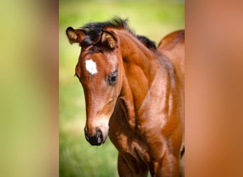 Bavarian Warmblood, Mare, Foal (06/2024), Brown