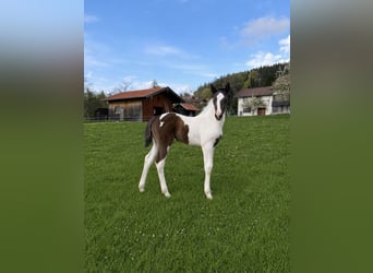 Bavarian Warmblood, Mare, Foal (03/2026)