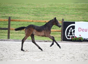 Bavarian Warmblood, Mare, Foal (03/2023), Gray