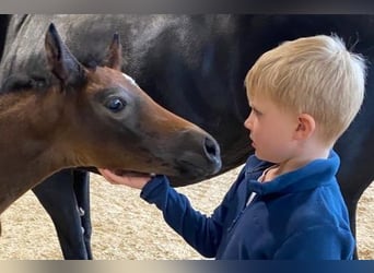 Bavarian Warmblood, Mare, Foal (03/2023), Gray