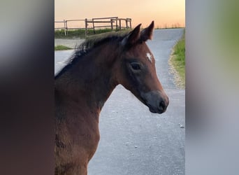 Bavarian Warmblood, Mare, Foal (03/2023), Gray
