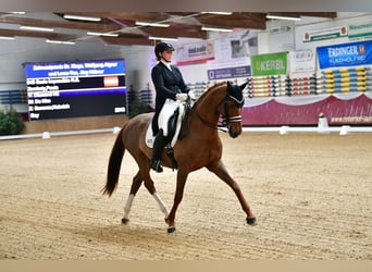 Bavarian Warmblood, Stallion, 11 years, 16 hh