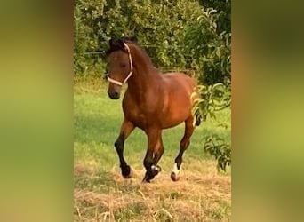 Bavarian Warmblood, Stallion, 12 years, 16 hh, Brown