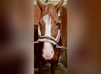 Bavarian Warmblood, Stallion, 12 years, 17 hh, Chestnut