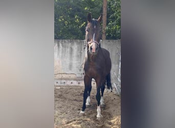 Bavarian Warmblood, Stallion, 16 years, Bay-Dark