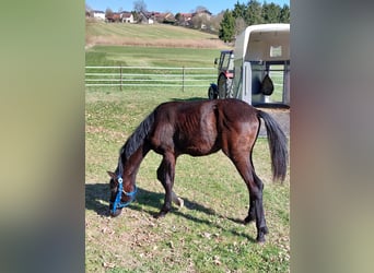 Bavarian Warmblood, Stallion, 1 year, 13.1 hh, Bay-Dark