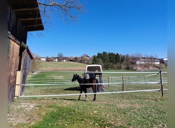 Bavarian Warmblood, Stallion, 1 year, 13.1 hh, Bay-Dark