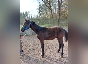 Bavarian Warmblood, Stallion, 1 year, 13,1 hh, Bay-Dark