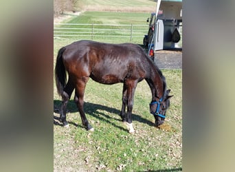 Bavarian Warmblood, Stallion, 1 year, 13,1 hh, Bay-Dark