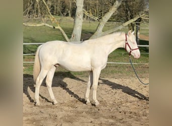 Bavarian Warmblood, Stallion, 1 year, 13,3 hh, Cremello