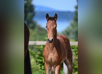 Bavarian Warmblood, Stallion, 1 year, 16,2 hh, Brown