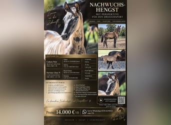 Bavarian Warmblood, Stallion, 1 year, Black