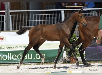 Bavarian Warmblood, Stallion, 1 year, Brown