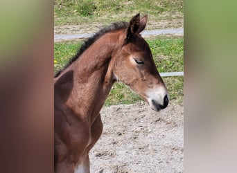 Bavarian Warmblood, Stallion, 2 years, 16.2 hh, Brown
