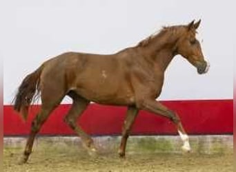 Bavarian Warmblood, Stallion, 2 years, 16,2 hh, Chestnut-Red