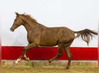 Bavarian Warmblood, Stallion, 2 years, 16,2 hh, Chestnut-Red