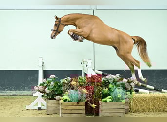 Bavarian Warmblood, Stallion, 2 years, 16 hh, Chestnut-Red