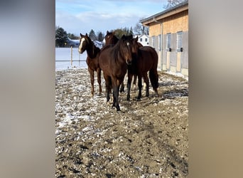 Bavarian Warmblood, Stallion, 3 years, 15,3 hh, Chestnut