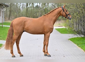 Bavarian Warmblood, Stallion, 3 years, 16.2 hh, Chestnut