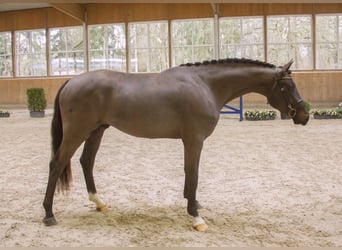 Bavarian Warmblood, Stallion, 3 years, 16 hh, Bay-Dark