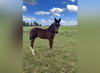 Bavarian Warmblood, Stallion, 3 years, 16 hh, Brown