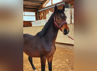 Bavarian Warmblood, Stallion, 4 years, 15,2 hh, Brown