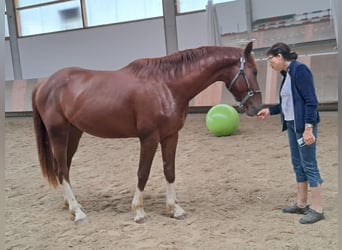 Bavarian Warmblood, Stallion, 4 years, 17 hh, Chestnut