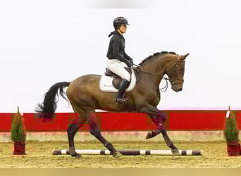 Bavarian Warmblood, Stallion, 5 years, 16,1 hh