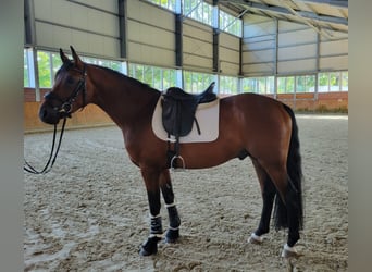 Bavarian Warmblood, Stallion, 6 years, 16,1 hh, Brown