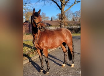 Bavarian Warmblood, Stallion, 6 years, 16,1 hh, Brown