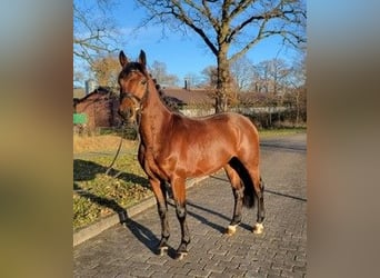 Bavarian Warmblood, Stallion, 6 years, 16,1 hh, Brown