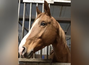 Bavarian Warmblood, Stallion, 6 years, 16.2 hh, Chestnut-Red