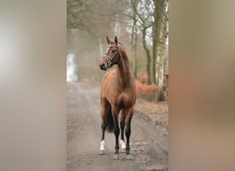 Bavarian Warmblood, Stallion, 14 years, 16.2 hh, Brown