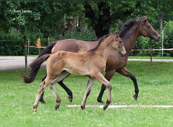 Bavarian Warmblood, Stallion, Foal (05/2025), 16.2 hh, Black