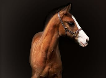 Bavarian Warmblood, Stallion, Foal (02/2024), 16.2 hh, Brown