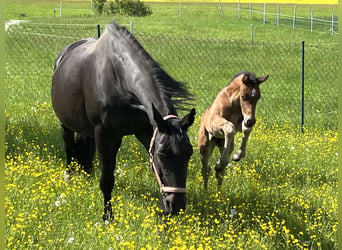 Bavarian Warmblood, Stallion, Foal (04/2024), 16.2 hh, Smoky-Black