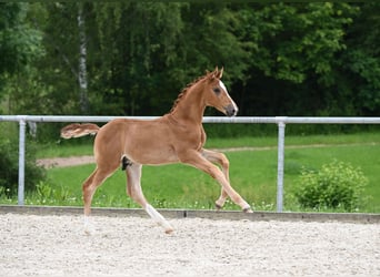 Bavarian Warmblood, Stallion, Foal (04/2024), 16.3 hh, Chestnut