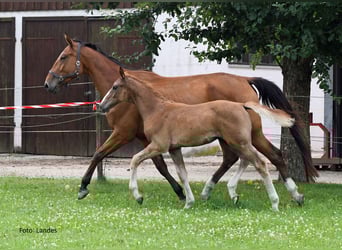 Bavarian Warmblood, Stallion, Foal (04/2025), 16,3 hh, Chestnut-Red