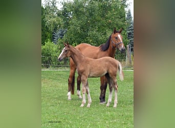 Bavarian Warmblood, Stallion, Foal (04/2025), 16,3 hh, Chestnut-Red