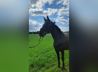 Bávaro, Caballo castrado, 10 años, 167 cm, Morcillo