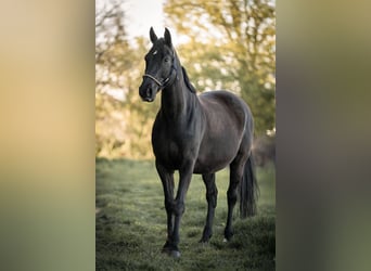 Bávaro, Caballo castrado, 10 años, 167 cm, Morcillo