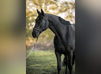 Bávaro, Caballo castrado, 10 años, 167 cm, Morcillo