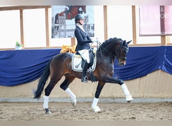 Bávaro, Caballo castrado, 10 años, 168 cm, Castaño