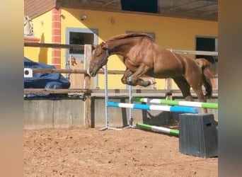 Bávaro, Caballo castrado, 11 años, 165 cm, Alazán-tostado