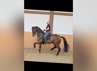 Bávaro, Caballo castrado, 11 años, 170 cm, Castaño